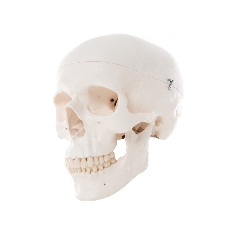 Crâne humain classic 3 parties 3B Scientific - Matériel didactique